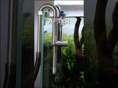 Stainless Steel Lily Pipes are a game changer? #aquascape #aquarium #aquaticplants #aquascaping