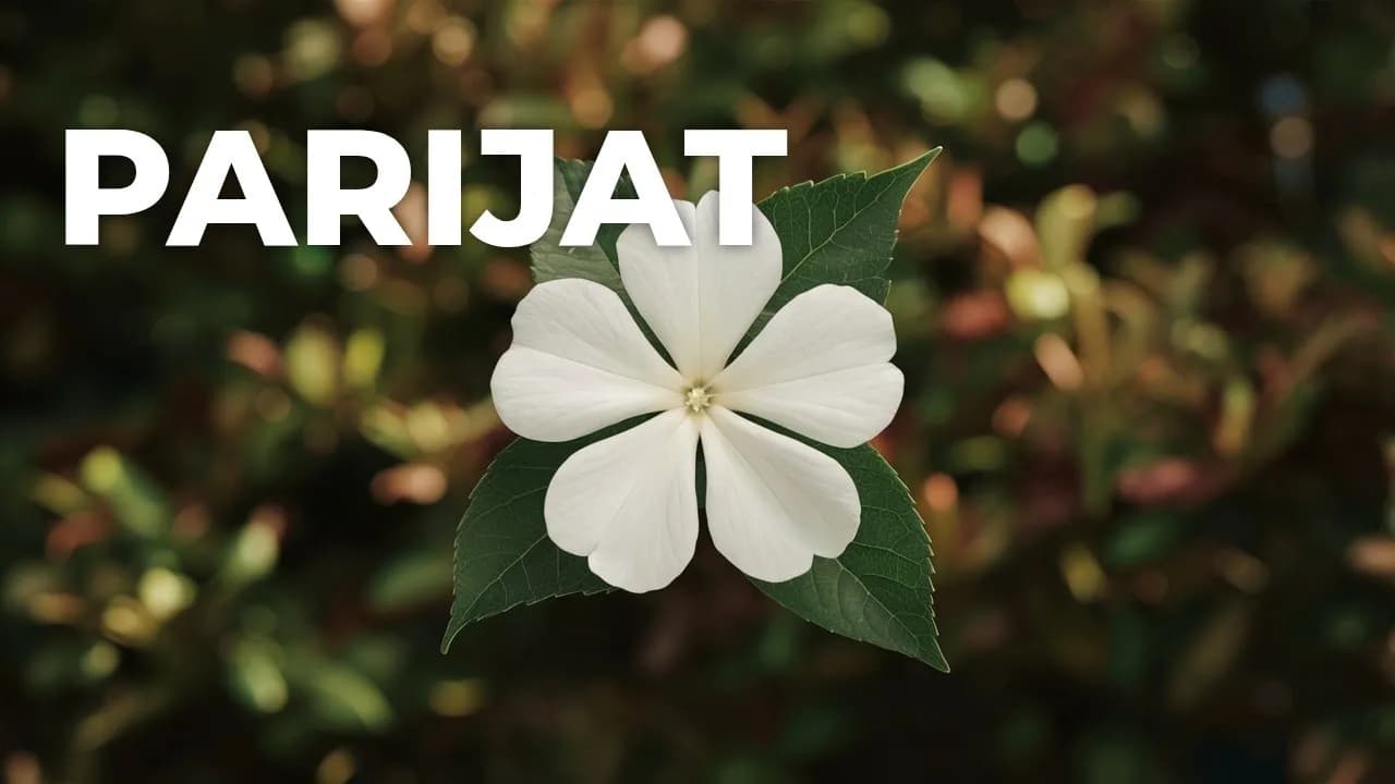 🌺 NIGHT JASMINE (HARSINGAR / PARIJAT) – THE DREAM PORTAL HERB OF THE DIVINE FEMININE