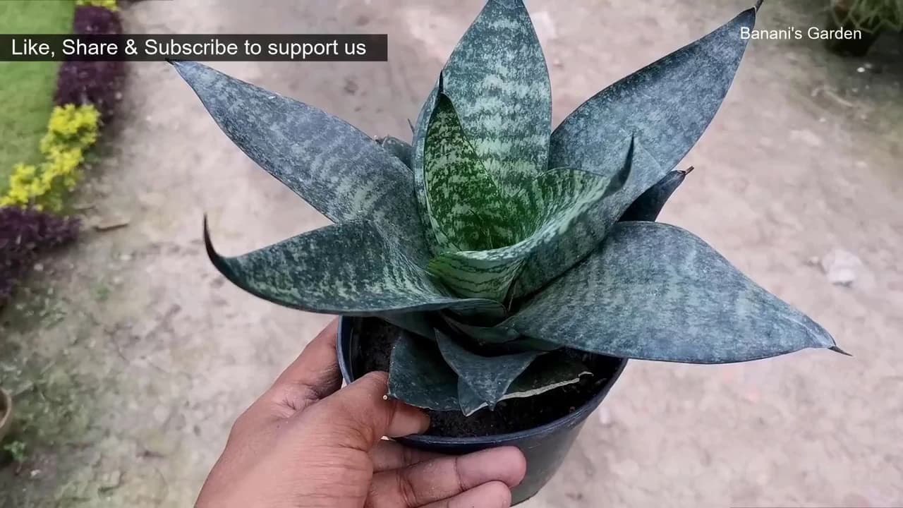Indoor Plants perfect for gift | Indoor plants for your home | Banani's Garden