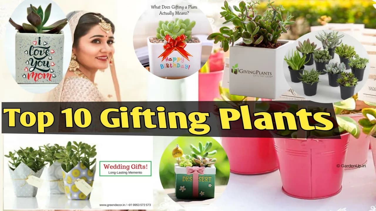 Top 10 Plants for Gift/Gifting Plants/Plants to Gift on Wedding/Birthday/Auspicious Plants to Gift.