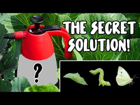 YouTube Video NN0sYkD_HBI
