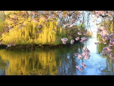 YouTube Video P5vkZPOdKOI