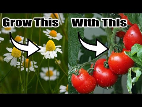YouTube Video bV0AwVkmT30