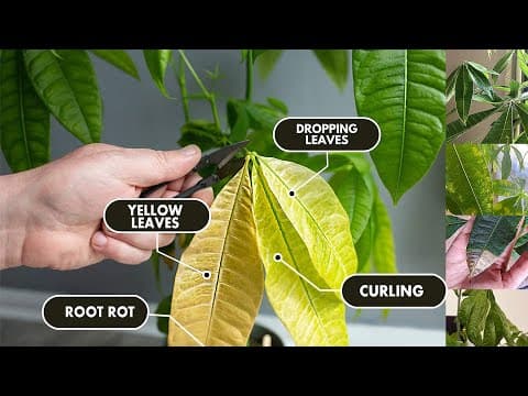 YouTube Video d5C3fqPqvsU