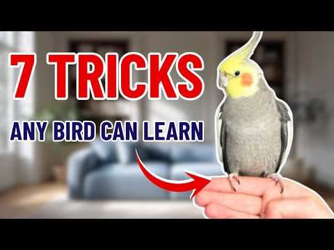 YouTube Video diWesAXT-DA
