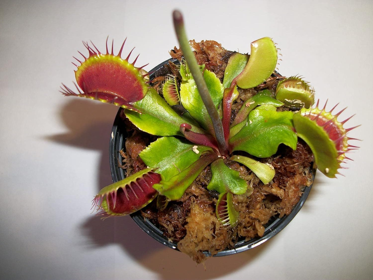 Adult Sized Venus Flytrap - Fly Trap - (Dionaea Muscipula) Carnivorous Plant 3 inch Pot - image 1 of 1